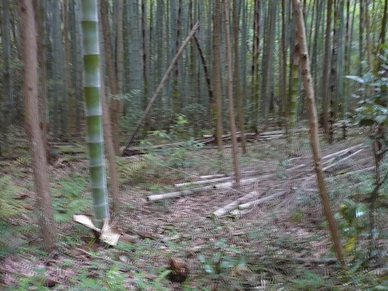 観音寺城跡