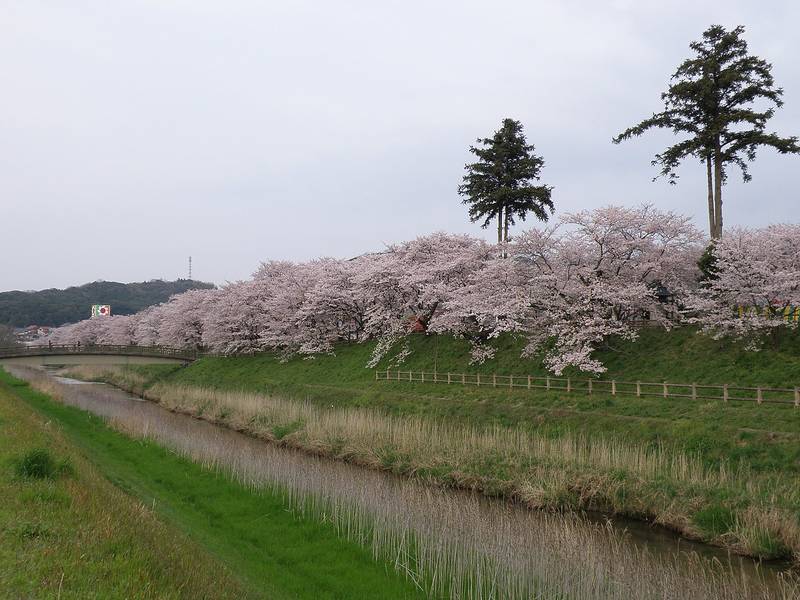 斐伊川堤防桜並木