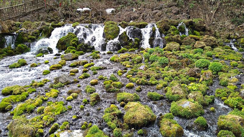 羊蹄のふきだし湧水