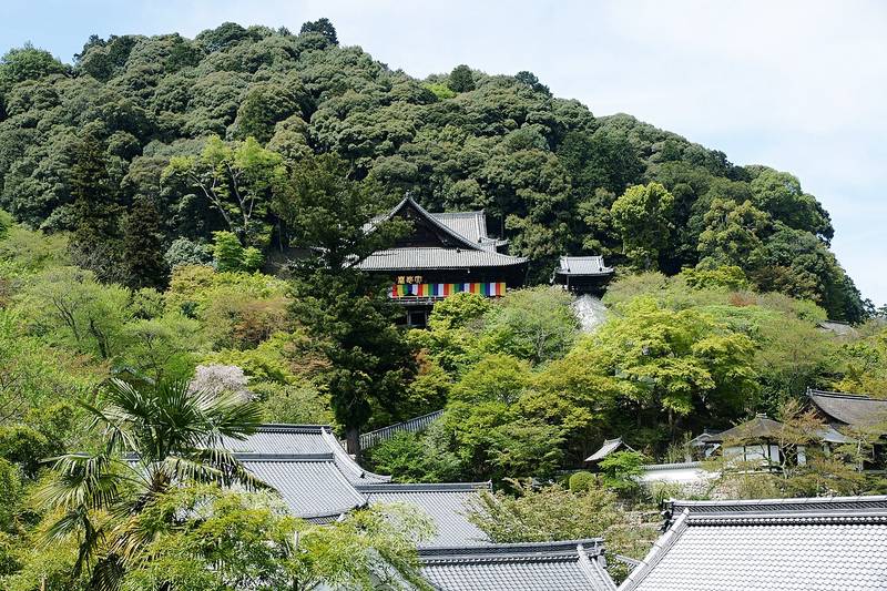 하세데라