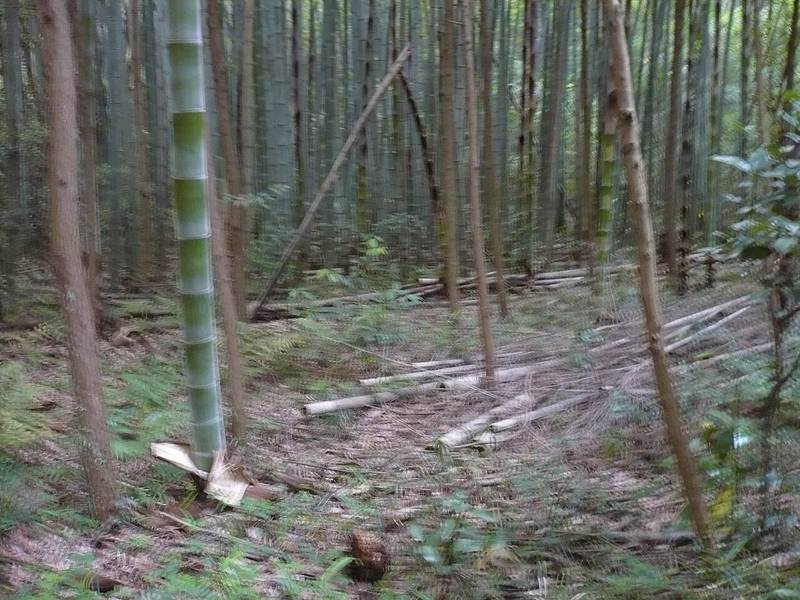 観音寺城跡