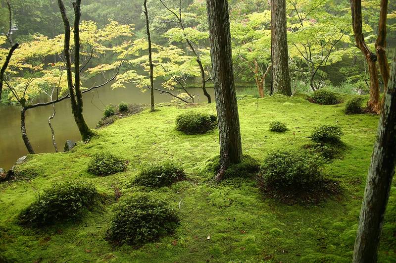 西芳寺 (苔寺)