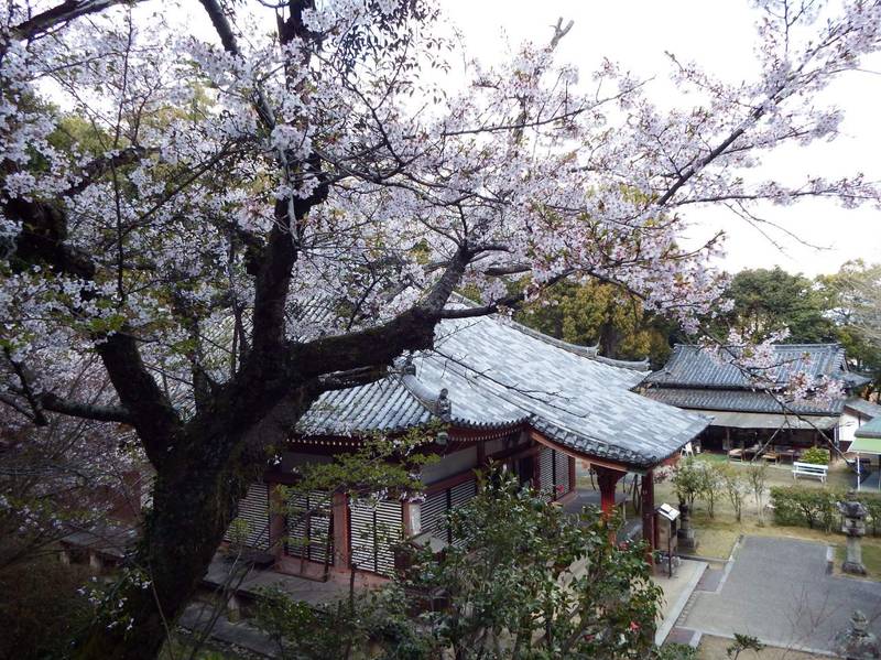 제16번 순례지 칸논지