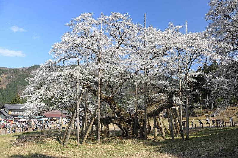 淡墨公園