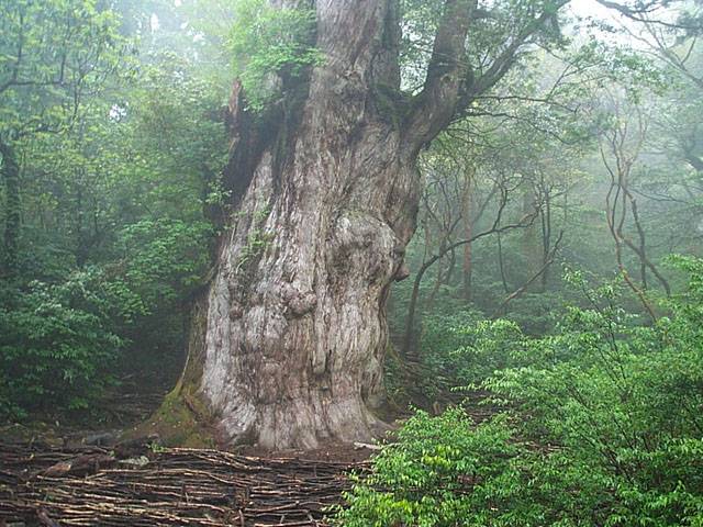 Yakushima National Park
