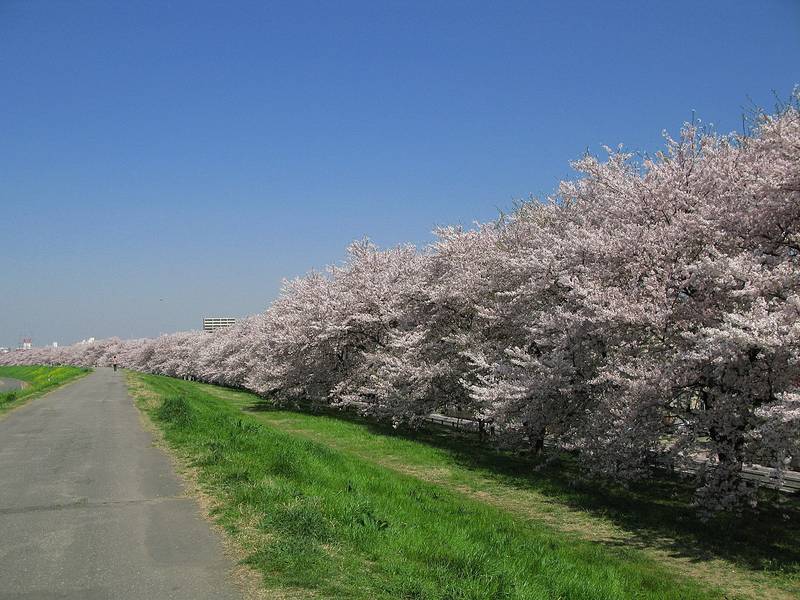 熊谷桜堤